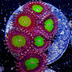 ECC Monster Mash Zoa