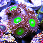 ECC Monster Mash Zoa