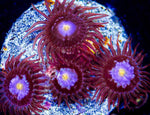 Maroon Zoanthid with long skirt, yellow mouth surrounded by purple