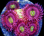 Zoa with deep pink striations and speckles with a bright blue mouth surrounded by green.