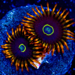 ECC Rainbow Hornet Zoa