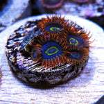 ECC Rainbow Hornet Zoa