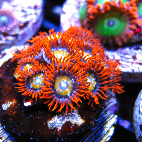 ECC Shatterfield Zoa