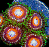 Zoanthid with green skirt with white at base, white mouth surrounded by orange. 