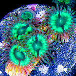 TG Mean Green Zoa