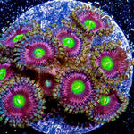 ECC Timelapse Zoa