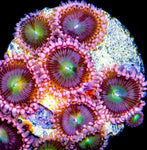 WWC Laffy Taffy Zoa