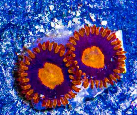 Zoa with orange skirt and center over a purple face.