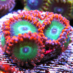 PWC Emerald on Fire Zoa