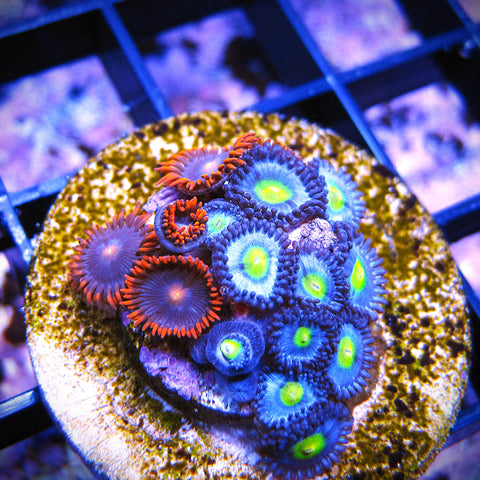 WYSIWYG Zoa Mix - AOI Fire and Ice