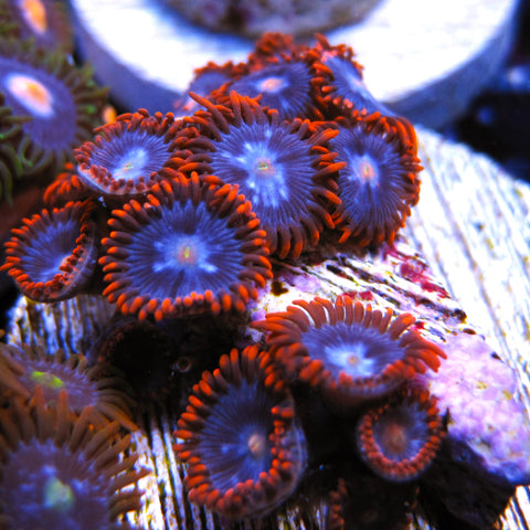 PWC Fire and Ice Zoa