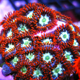 Firecracker Zoa