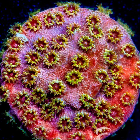 ECC Flaming Plum Cyphastrea