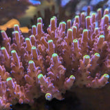 Fox Flame Acropora