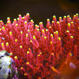 Fox Flame Acropora