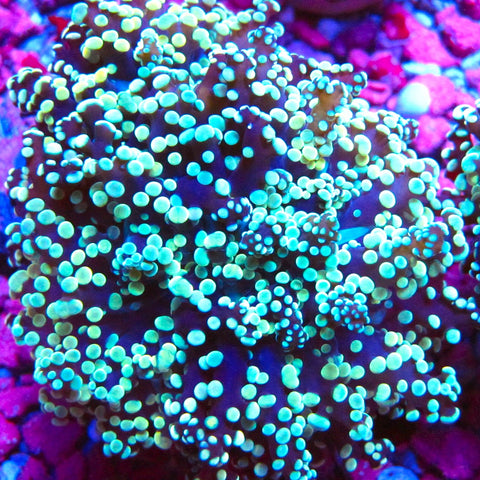 Frogspawn