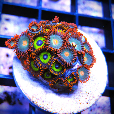 WYSIWYG Zoa Mix - Fruit Loop Gatorade