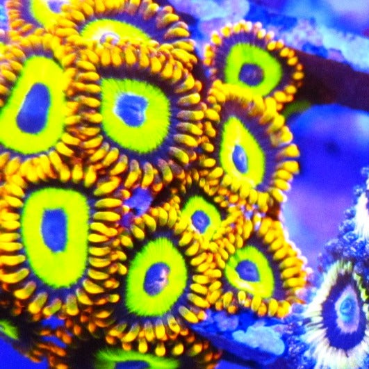 Fruit Loops Zoa – Prestige Worldwide Corals