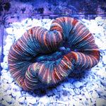 WYSIWYG Fruit Punch Trachyphyllia