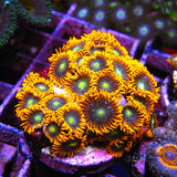 Goblin Fire Zoa