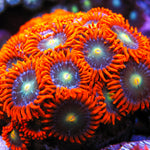 Goblin Fire Zoa