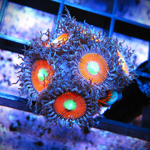 WYSIWYG Zoa Mix - Gobstopper Firecracker