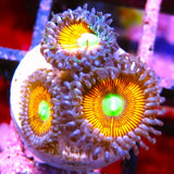 Ultimate Gobstopper Zoa