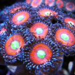 Ultimate Gobstopper Zoa