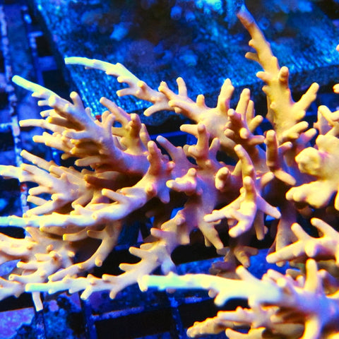 Golden Rod Acropora