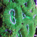 Green Acan Lord