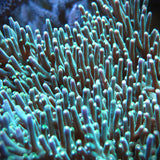 Hawkins Echinata Acropora