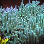 Hawkins Echinata Acropora