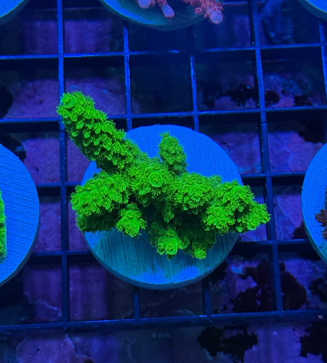 SPS - Small Polyp Stony – Prestige Worldwide Corals