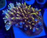 WWC Afterparty Acropora