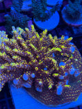 WWC Afterparty Acropora