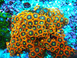 Goblin Fire Zoa