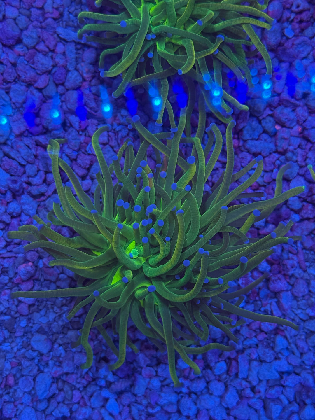 Torches – Prestige Worldwide Corals