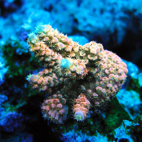 WD Acropora