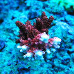 PWC Maleficent Acropora