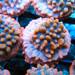 Brain Freeze Montipora