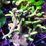 PWC The Mercado Acropora