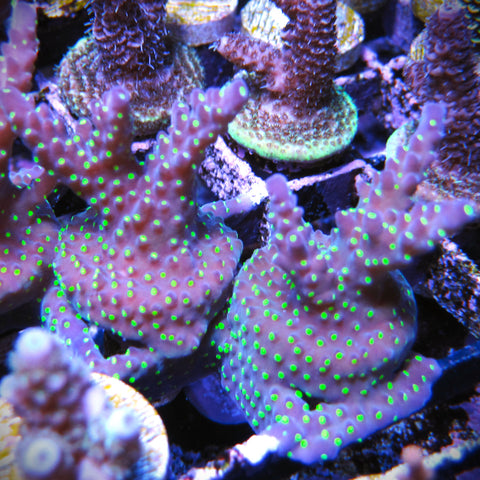 Bonsai Acropora