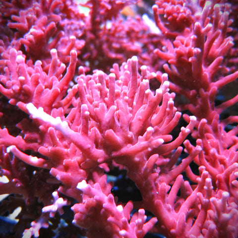 PWC Red Dragon Acropora