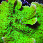 Tyree Aequituberculata Montipora Capricornis