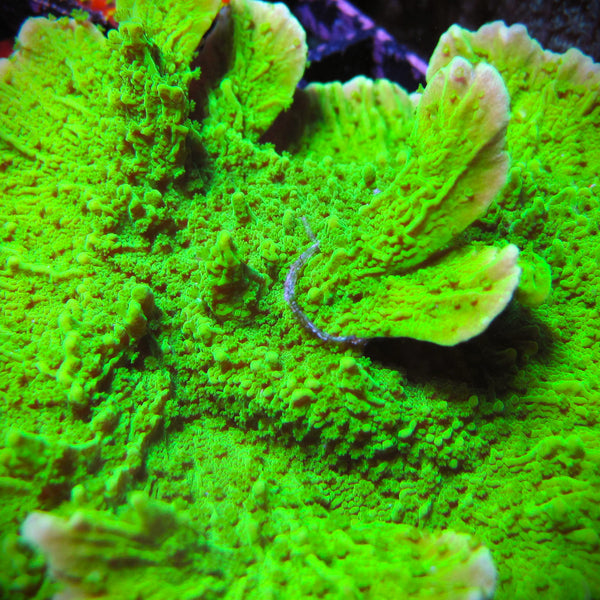 Tyree Aequituberculata Montipora Capricornis – Prestige Worldwide