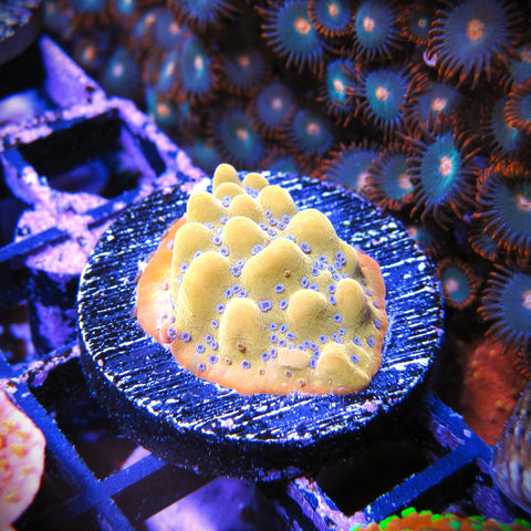 Big R Big Bird Montipora