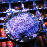 Purple Haze Montipora