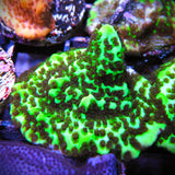 Neon Spongiodes Montipora