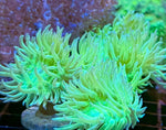 Duncan Coral