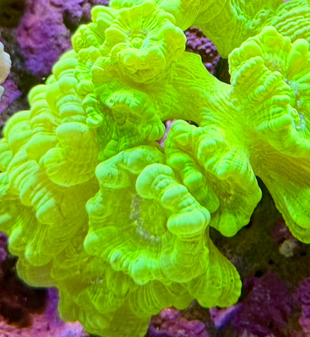Kryptonite Candy Cane